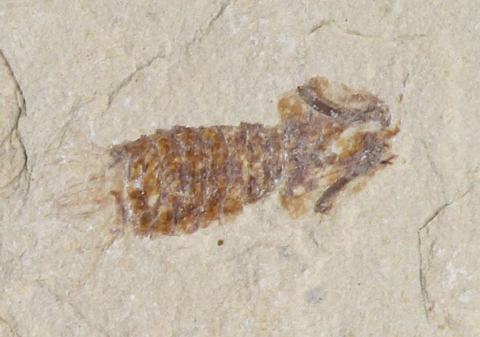 Fossil Mantis Shrimp (Pseudosculda) - Lebanon #147185